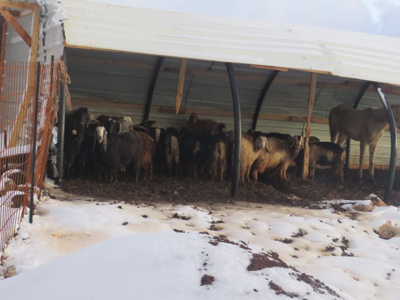 רמת מגרון (צילום: אלישע ירד)